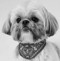 Daisys Dog Grooming and Photography 1096880 Image 7